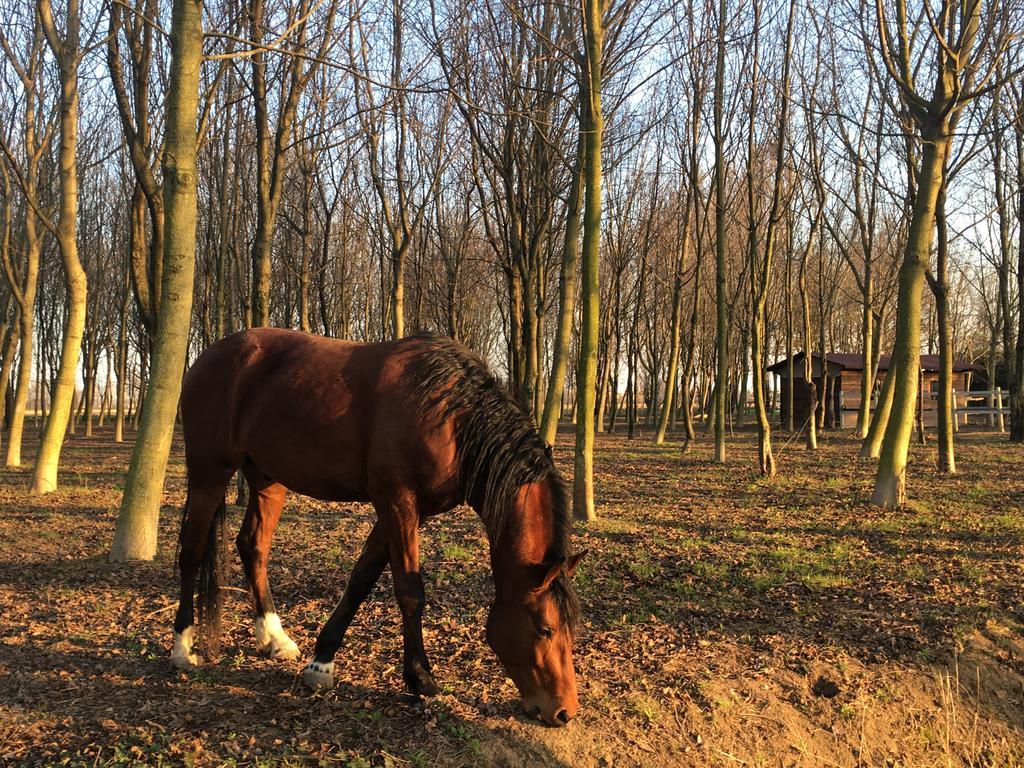 Agriturismo Corte Rocca San Giorgio di Mantova エクステリア 写真