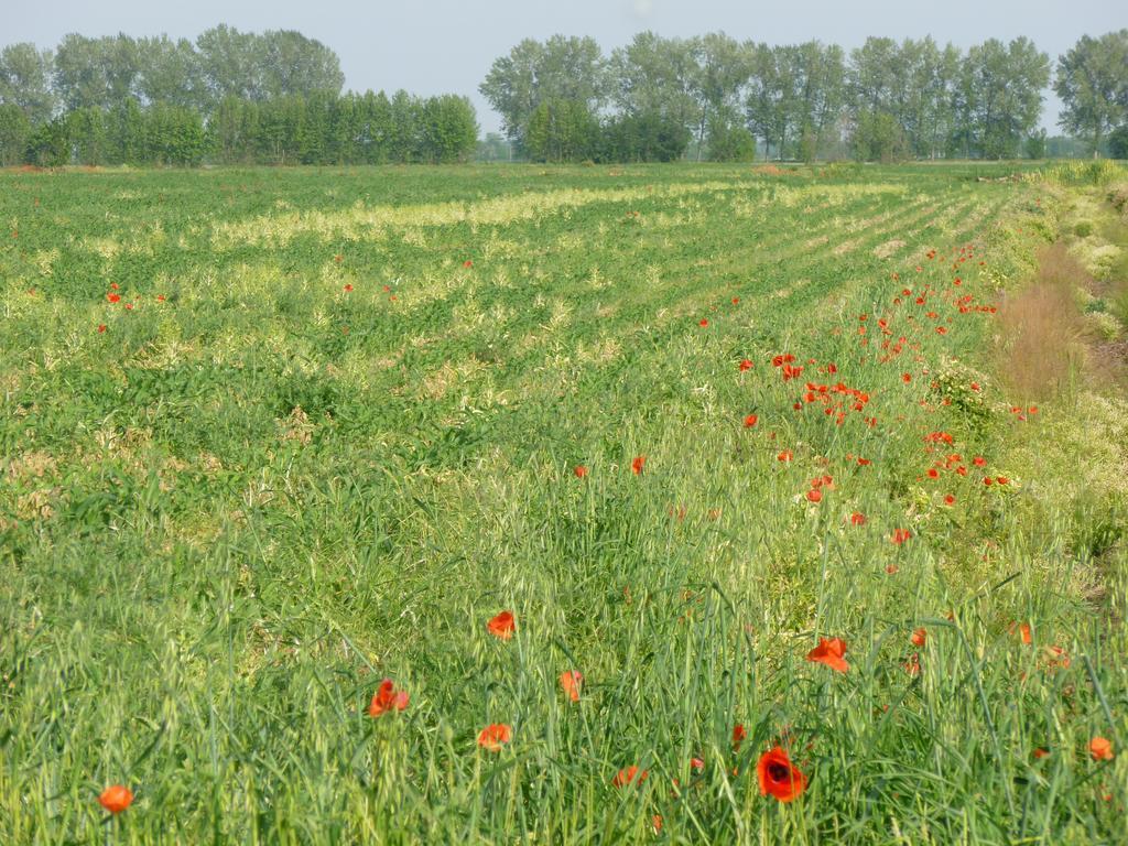 Agriturismo Corte Rocca San Giorgio di Mantova エクステリア 写真